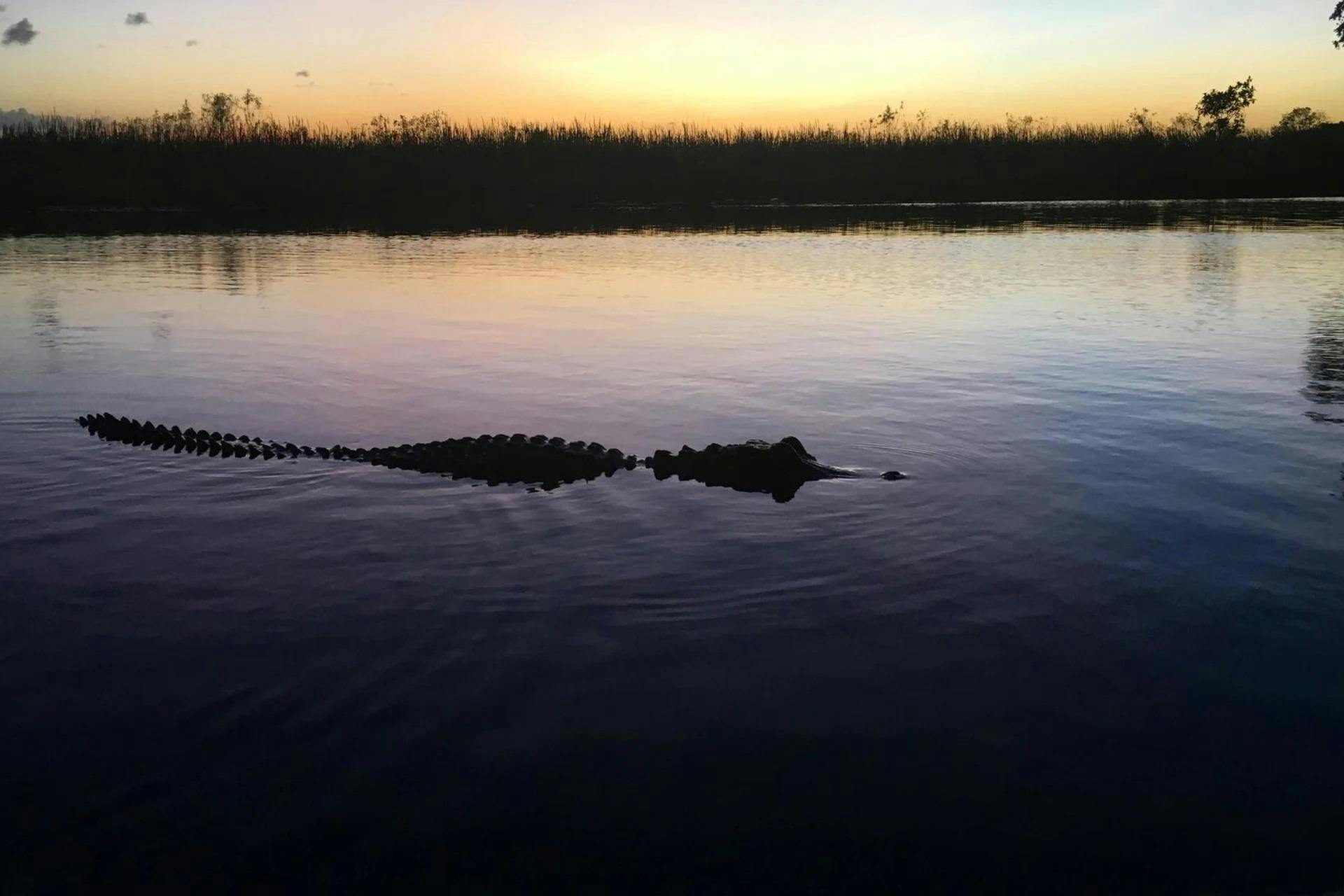 Miami: Everglades Guided Night Airboat Tour - Photo 1 of 8